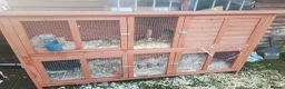 Mixed Breed rabbits for sale: 3 female rabbits with hutch in Devizes - Advert 1