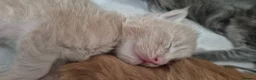 Maine Coon cats for sale: Beautiful, well handled Maincoon kittens  in Gosport - Advert 6