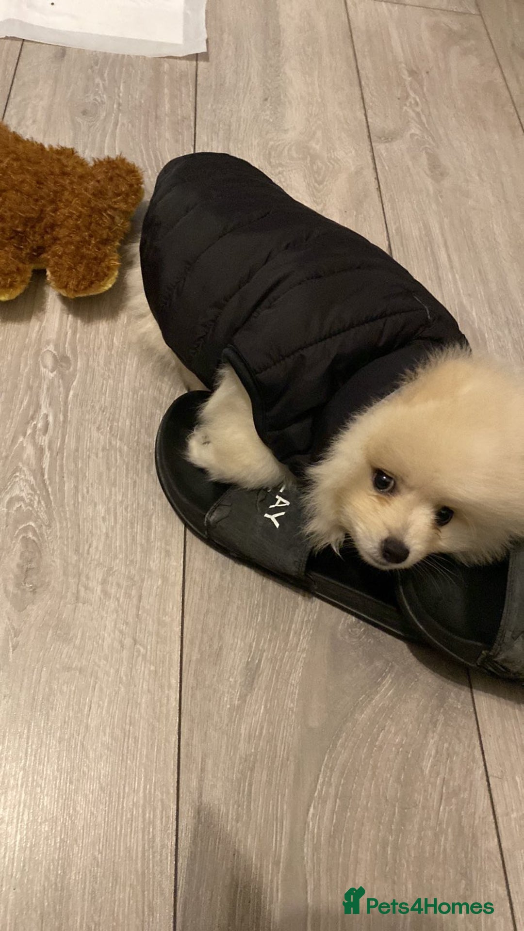 Pomeranian dogs for sale: Small Boy Pomeranian  - Image 2