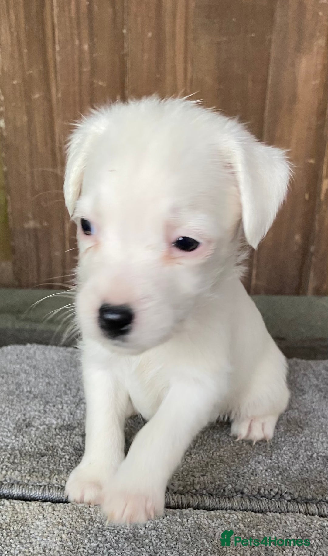 Jack Russell dogs for sale:  **  JACK RUSSELL PUPPIES - READY TO GO - Advert 31