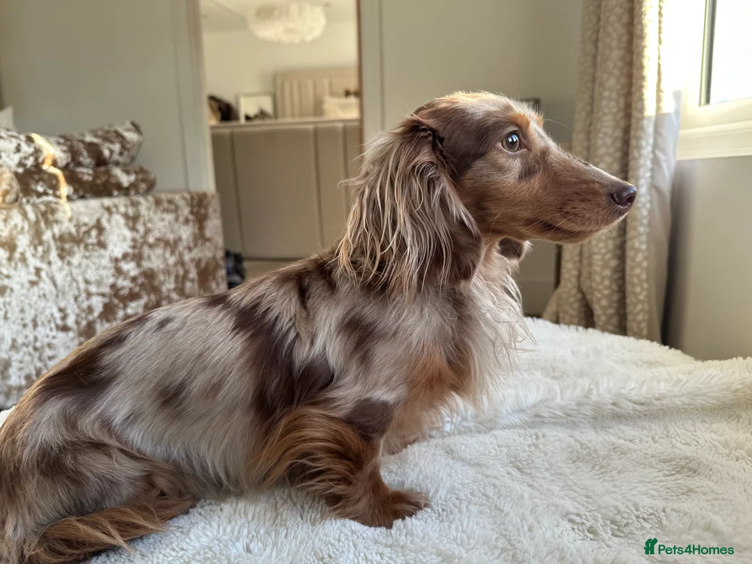 Miniature Dachshund dogs for stud: ✨HECTOR✨ MINI LONG HAIRED✨ CHOCOLATE DAPPLE ✨ - Advert 3