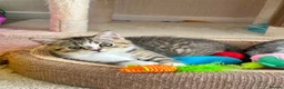 British Shorthair cats for sale: British short hair kitten🥰❤️ - Advert 9