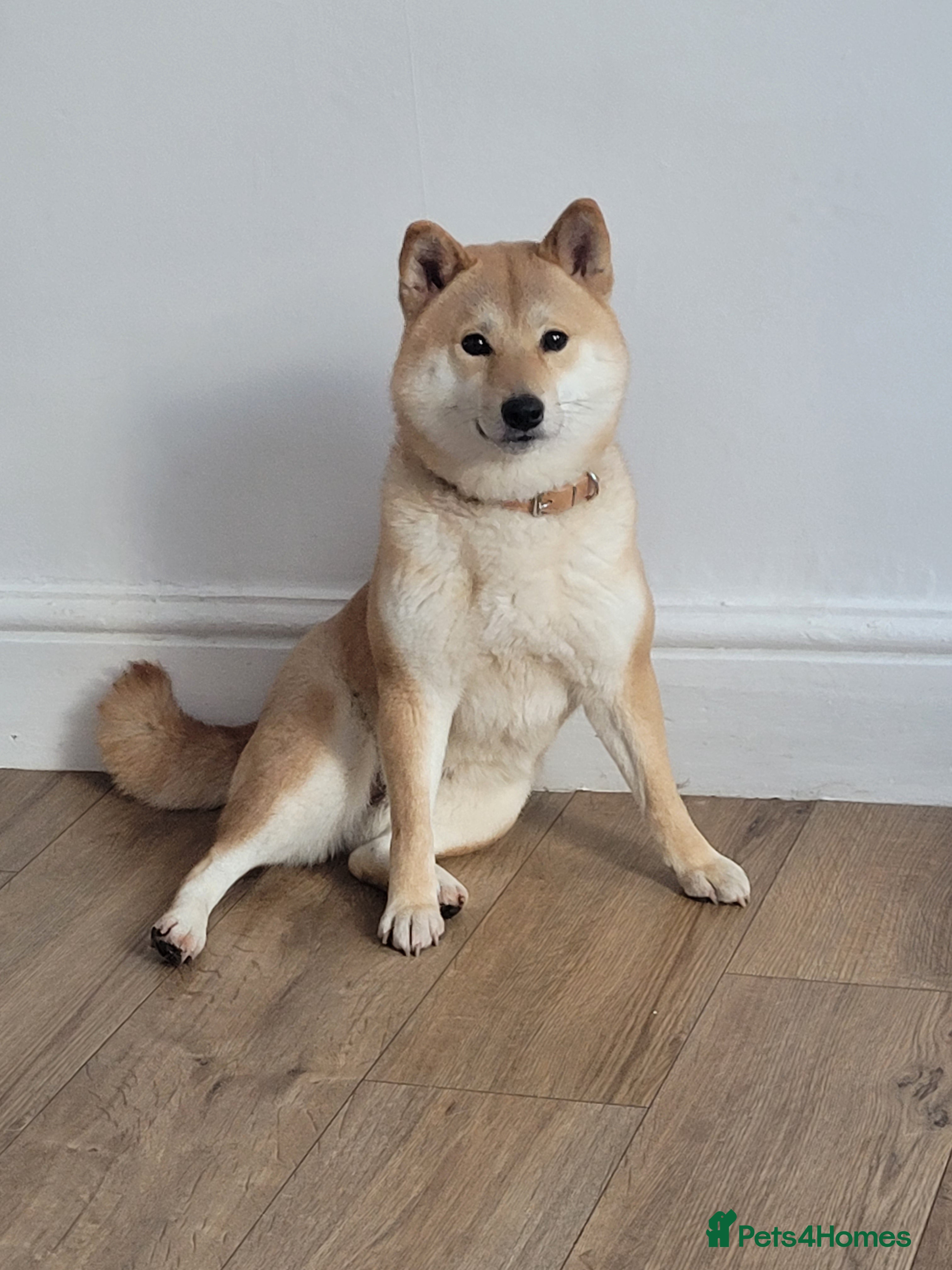 Japanese Shiba Inu dogs I'm looking for a friendly home  - Advert 1
