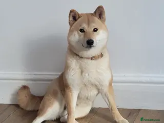 Japanese Shiba Inu dogs I'm looking for a friendly home - Advert 6