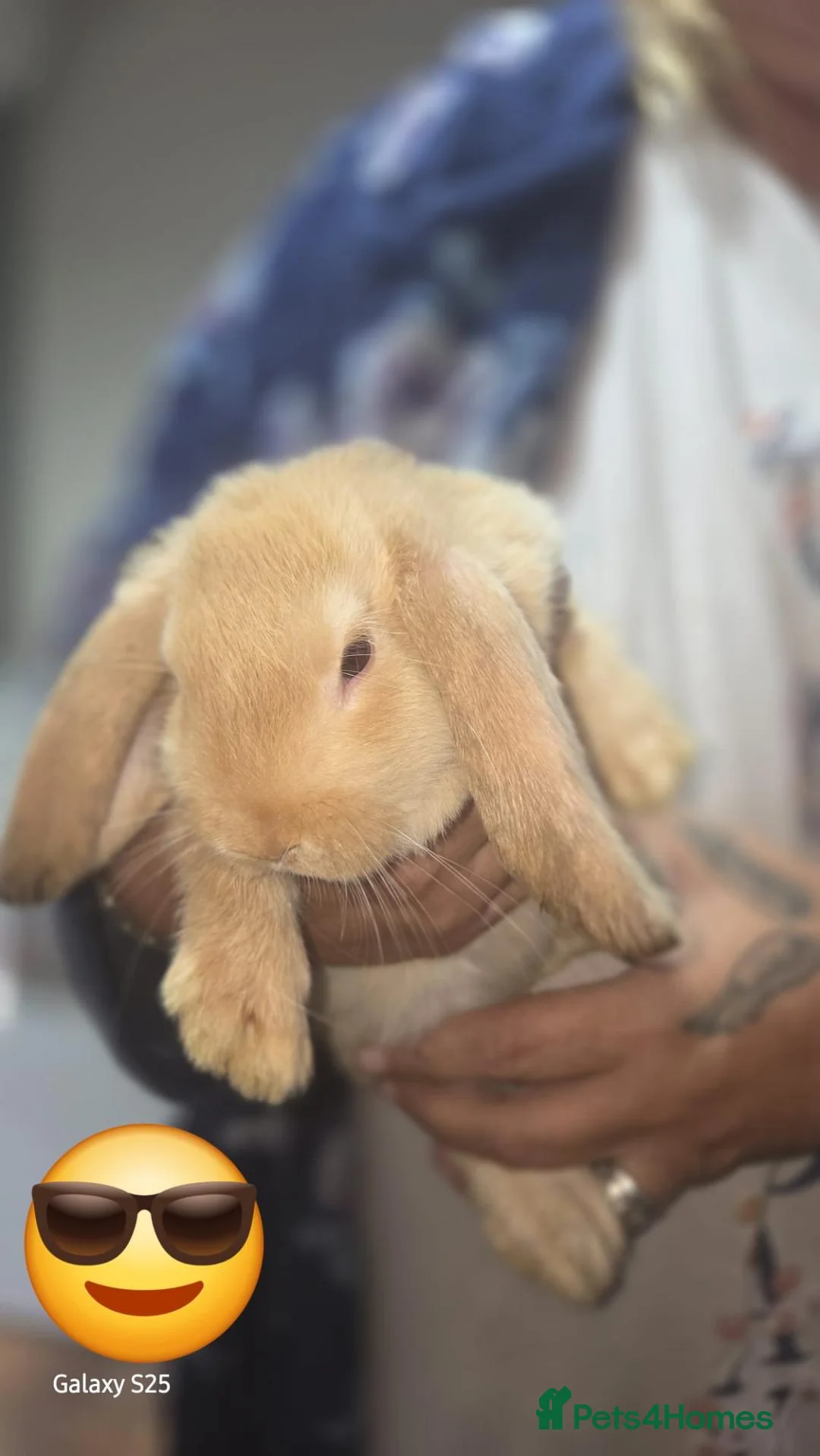 Lionhead rabbits for sale: Rabbits  - Advert 2