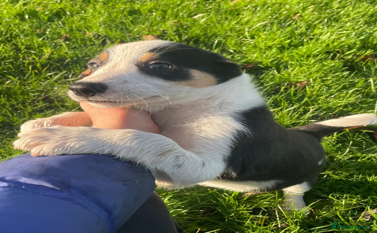 Border Collie dogs READY NOW Red/Tri colour Collie Pups For Sale - Advert 12
