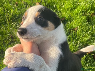 Border Collie dogs READY NOW Red/Tri colour Collie Pups For Sale - Advert 12