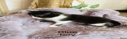 Mixed Breed cats for sale: Fluffy black and white kittens  - Advert 3
