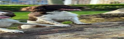 English Springer Spaniel dogs for stud: English Springer Spaniel. - Advert 5