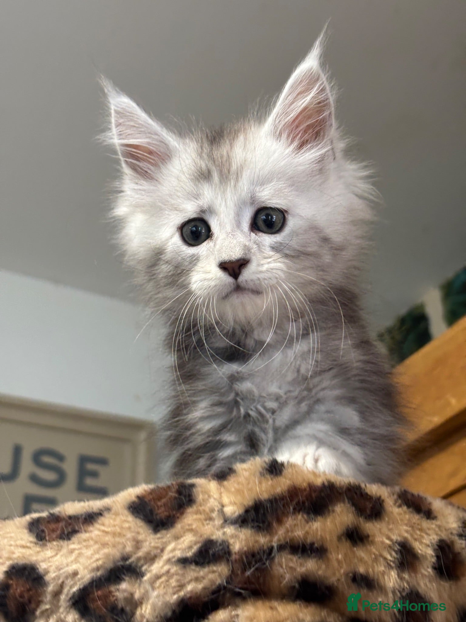 Maine Coon cats Tica registered polydactyl Maine coons  - Advert 10