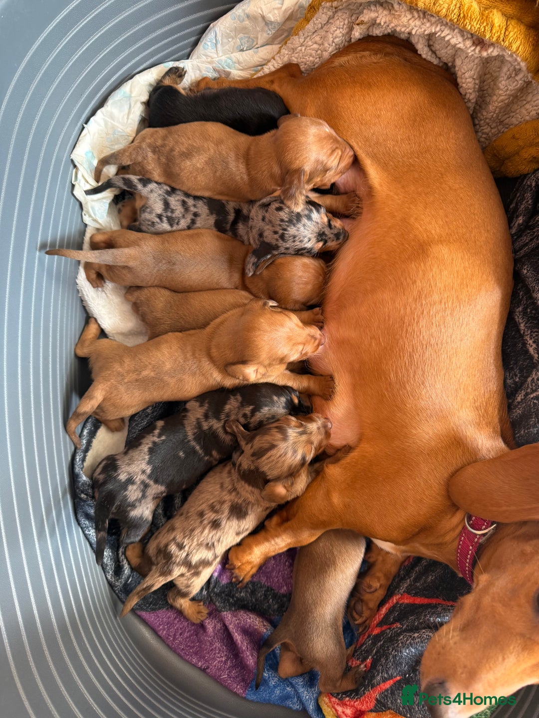 Miniature Dachshund dogs for sale: Miniature dachshund  - Image 8