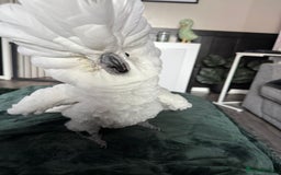 Cockatoo birds for sale: Umbrella Cockatoo  - Image 4