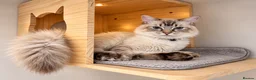 Ragdoll cats for sale:  Beautiful Ragdoll Kittens in Carshalton - Advert 5