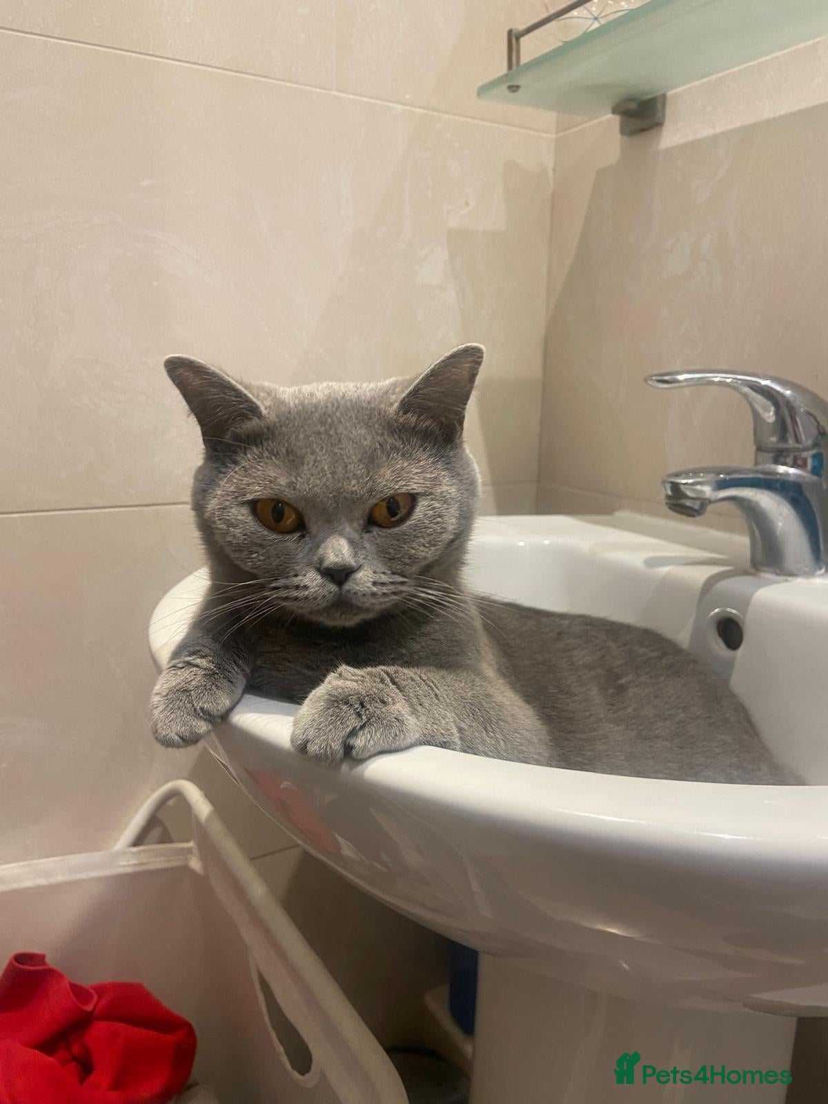 British Shorthair cats Ashiya - Beautiful BSH Full GCCF  - Advert 3