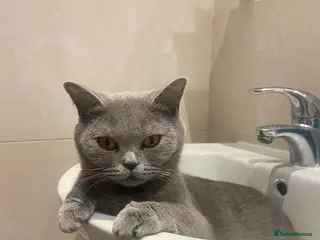 British Shorthair cats Ashiya - Beautiful BSH Full GCCF - Advert 3