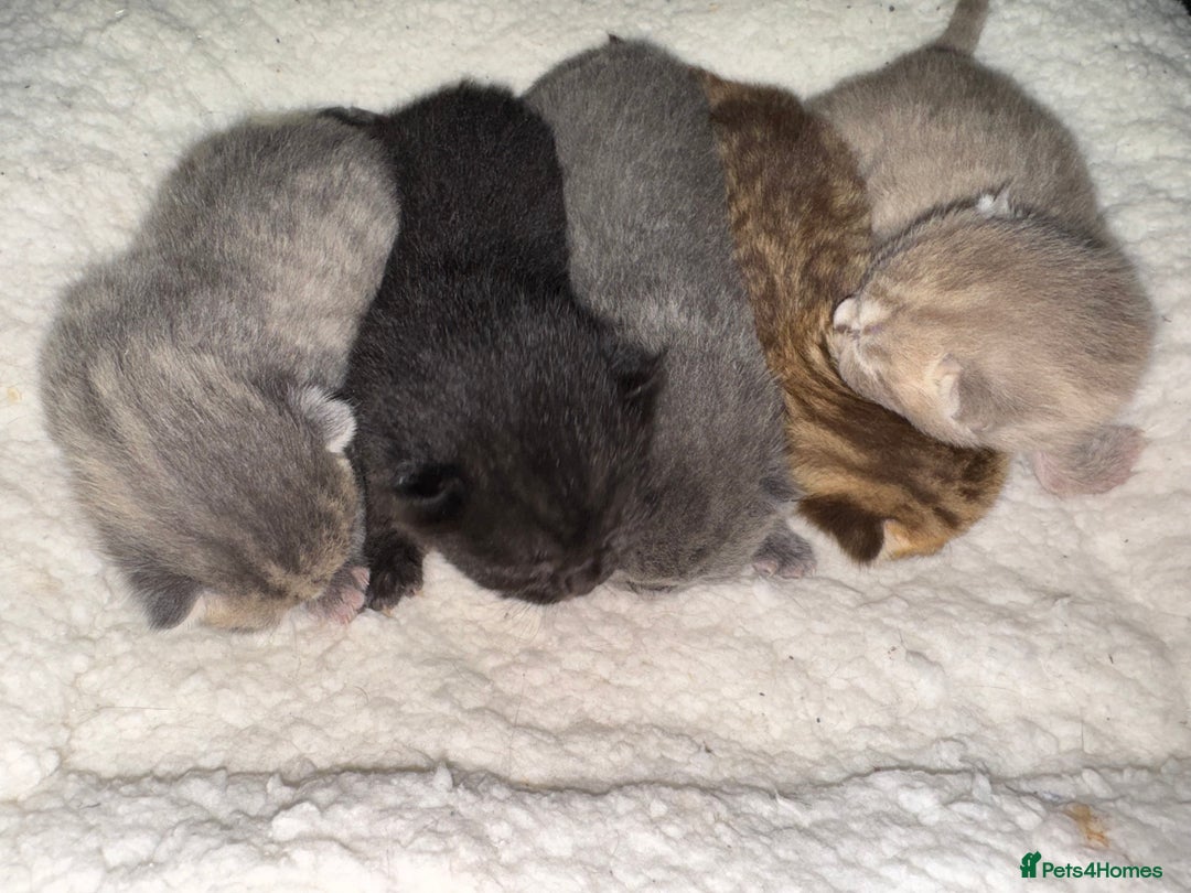 Brazilian Shorthair cats for sale: British shorthairs kittens - Image 2