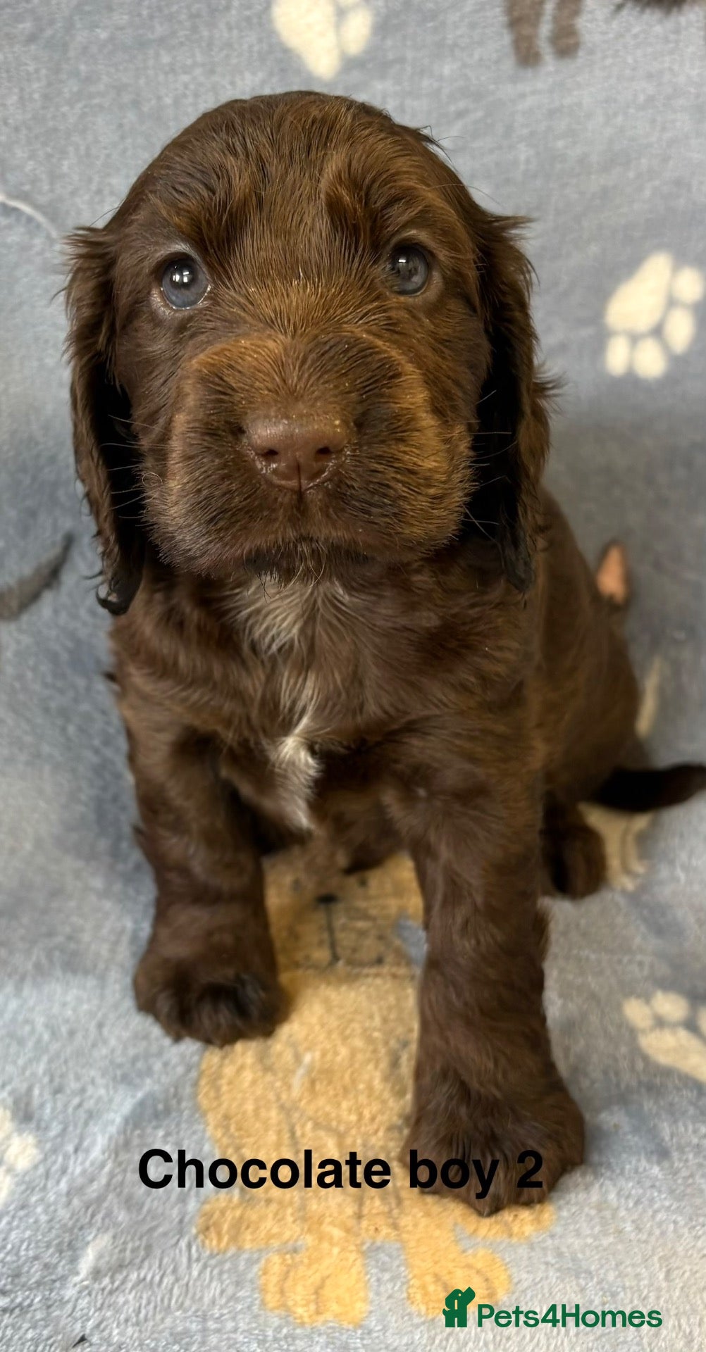 Cocker Spaniel dogs Stunning cocker spaniel puppies  - Advert 2