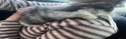 Mini Lop rabbits for sale: Female mini lop for sale!!  in Alton - Advert 3