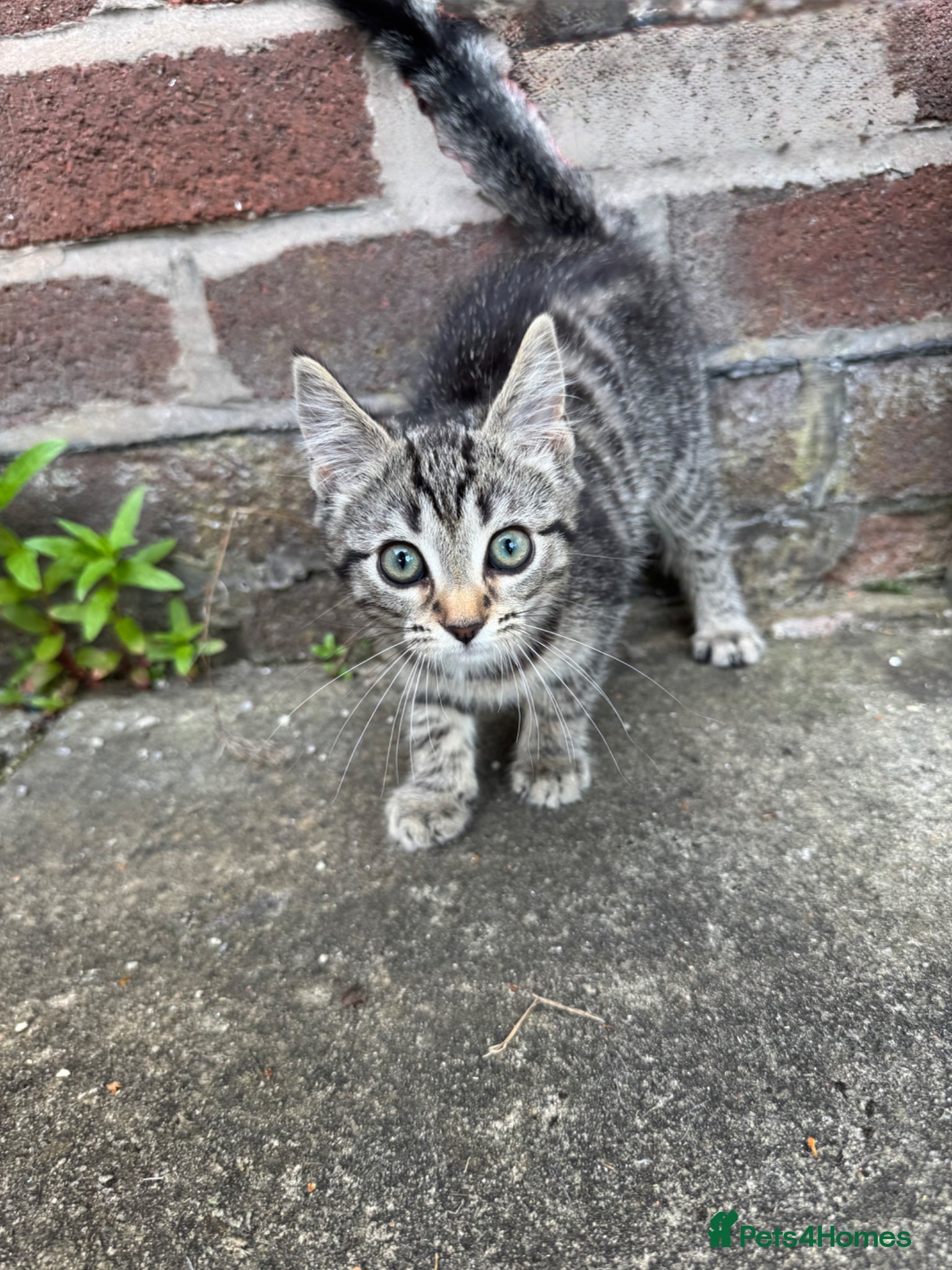 Mixed Breed cats Kitten female  - Advert 2