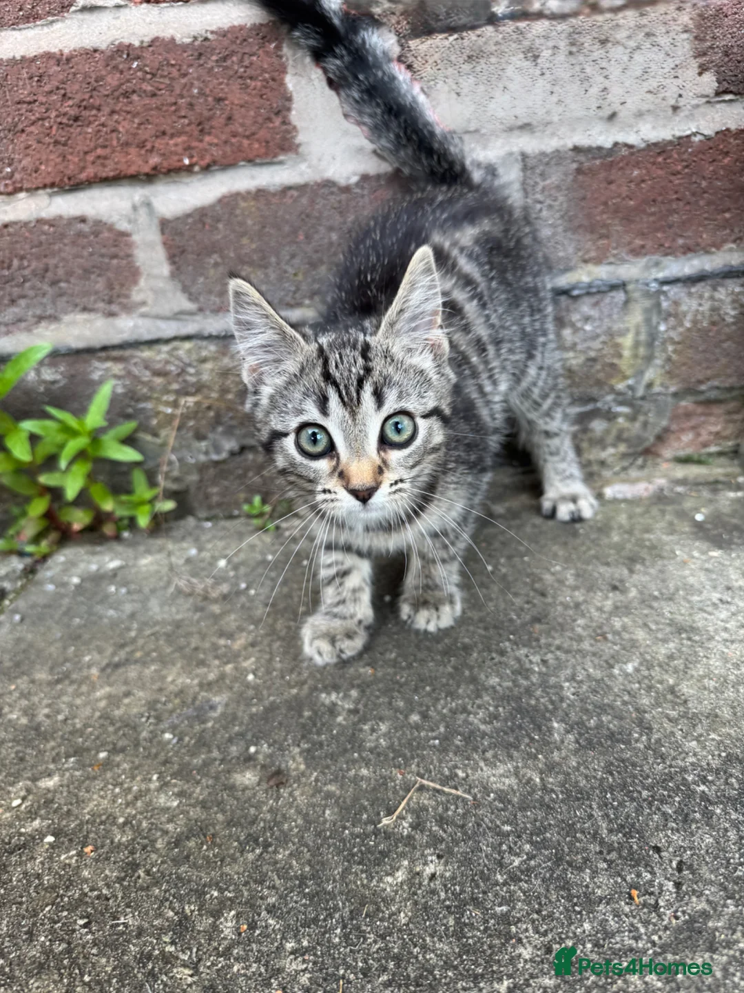 Mixed Breed cats for sale: Kitten female  - Advert 1