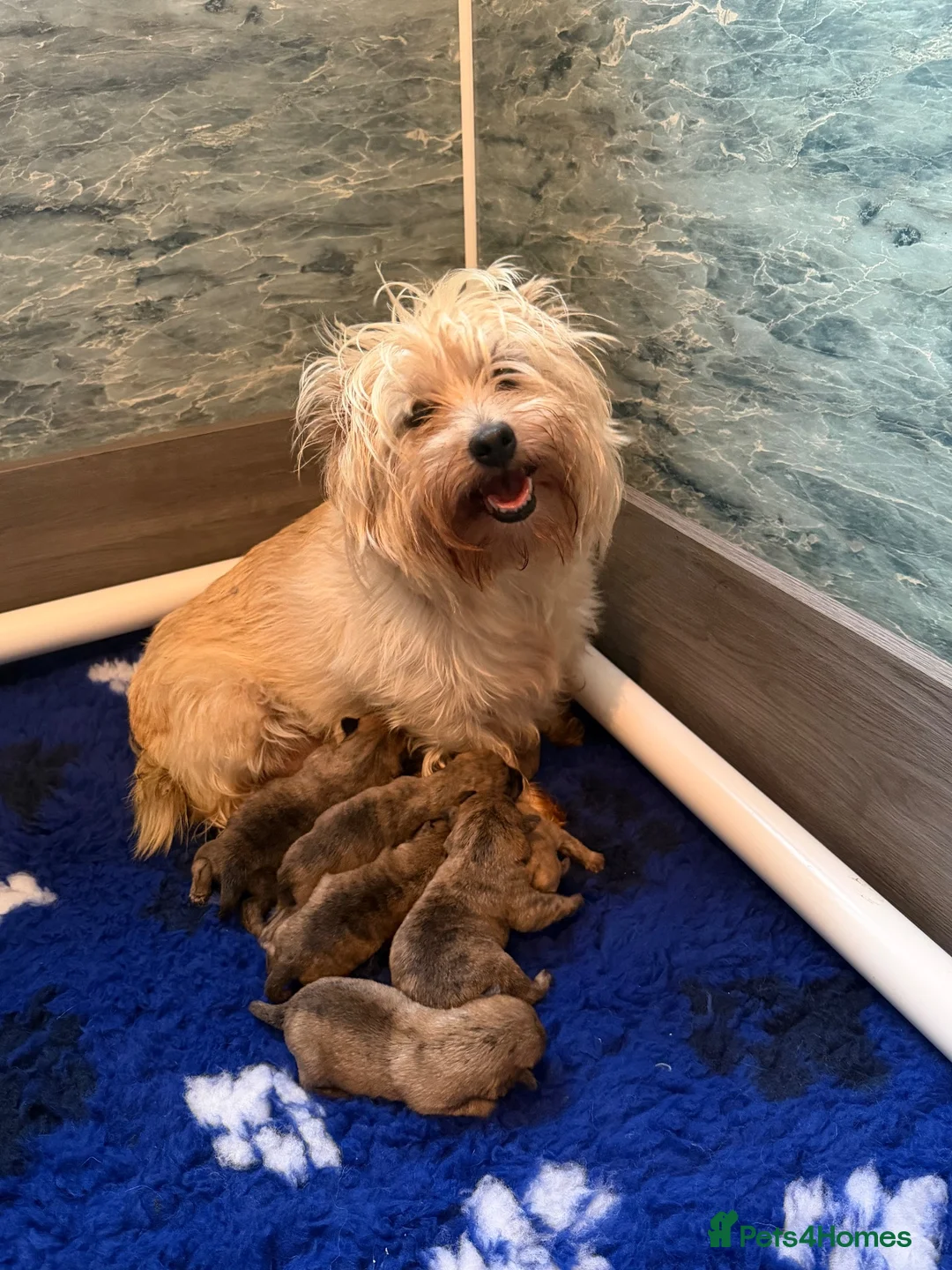 Cairn Terrier dogs for sale: Beautiful cairn terrier puppies  - Advert 1
