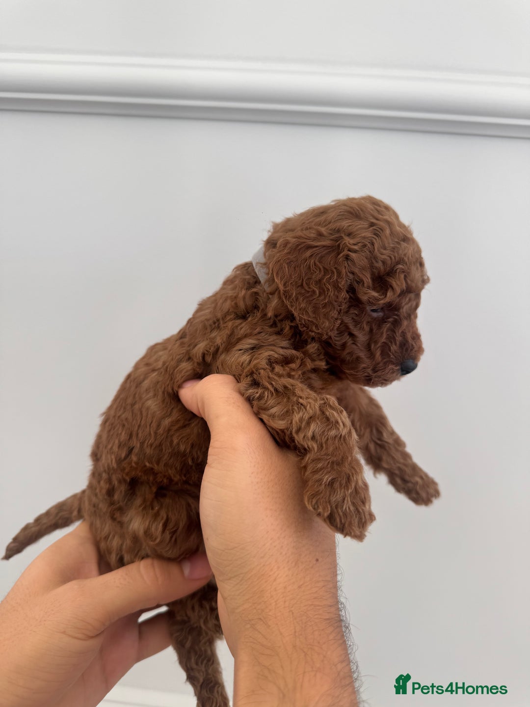Cockapoo dogs for sale: ✨ Stunning F1b Cockerpoo Puppies Available ✨ - Advert 13