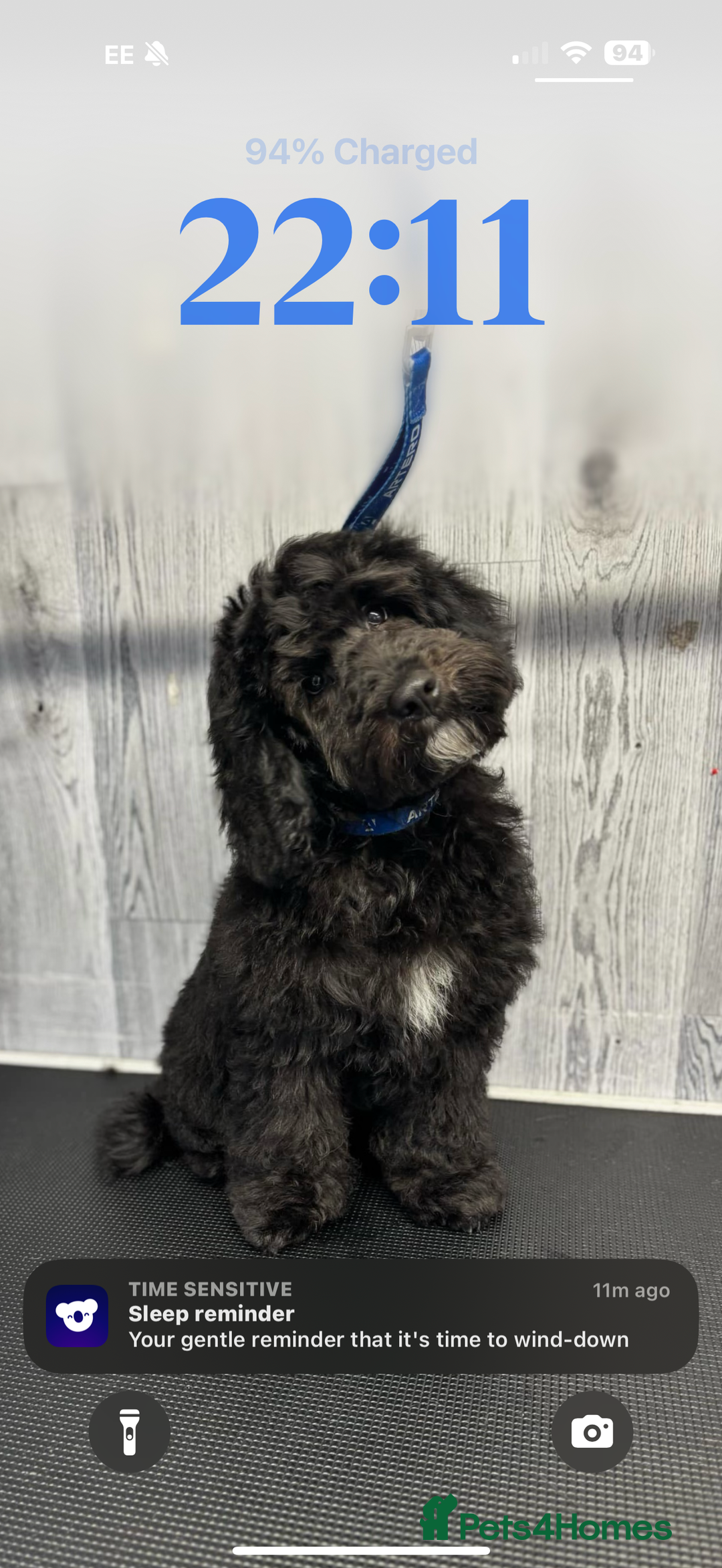 Cockapoo dogs for stud: Milo 1 year old F2 cockapoo - Image 9