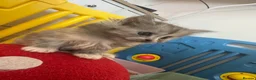 Persian cats for sale: Doll face Persian x Mainecoon gorgeous kittens  - Advert 14