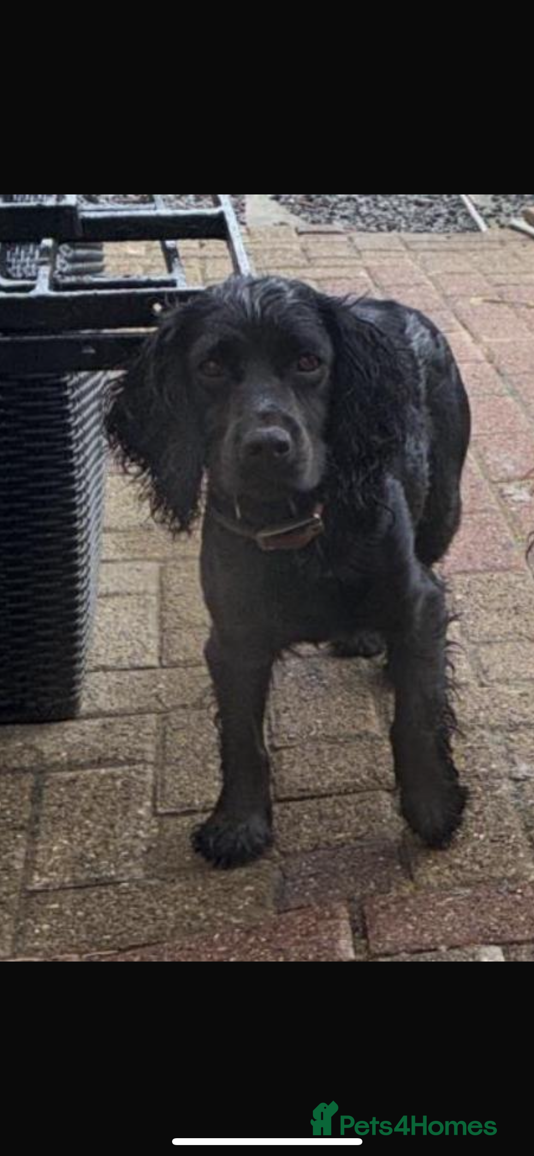 Cockapoo dogs for sale: Gorgeous cockerpoo  puppies for sale  - Image 28
