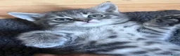Mixed Breed cats for sale: 5 kittens for rehoming in London - Advert 31