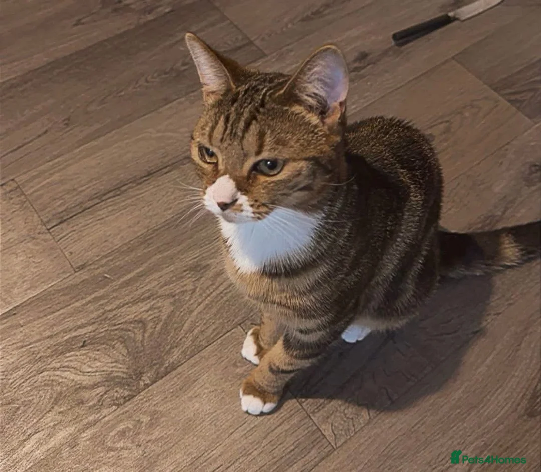 British Shorthair cats for sale:  female cat  - Advert 1