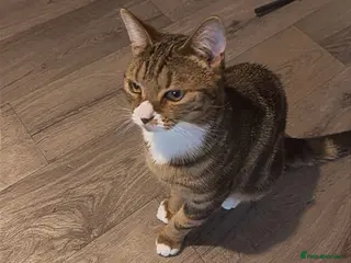 British Shorthair cats female cat - Advert 2