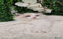 Ragdoll cats for sale: 🩷✨️Lovely Chunky EU kittens✨️🏆TICA Award cattery - Image 19