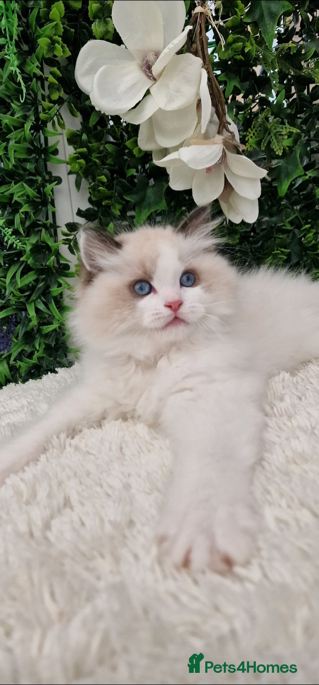 Ragdoll cats for sale: 🩷✨️Lovely Chunky EU kittens✨️🏆TICA Award cattery - Image 19