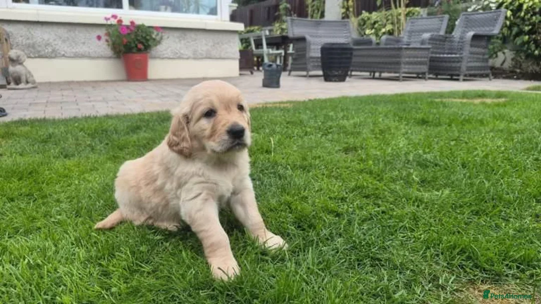 Golden Retriever dogs for sale: Golden Retriever Puppies  in Liverpool - Advert 2