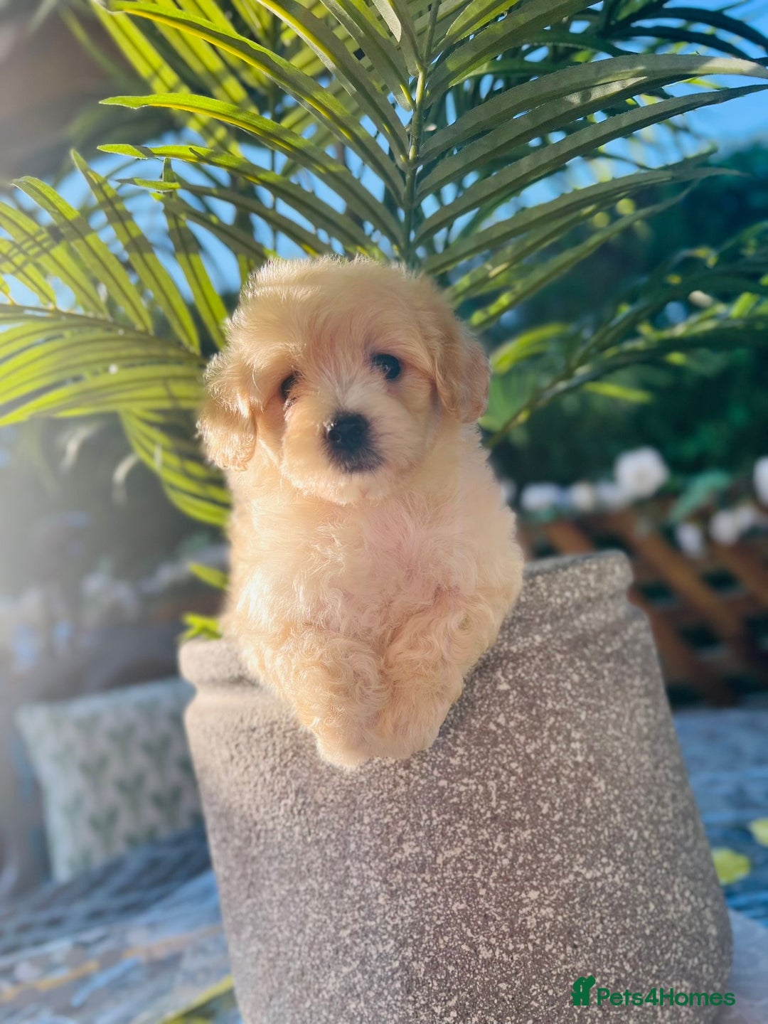 Maltipoo dogs for sale: Maltipoo puppies - Image 4