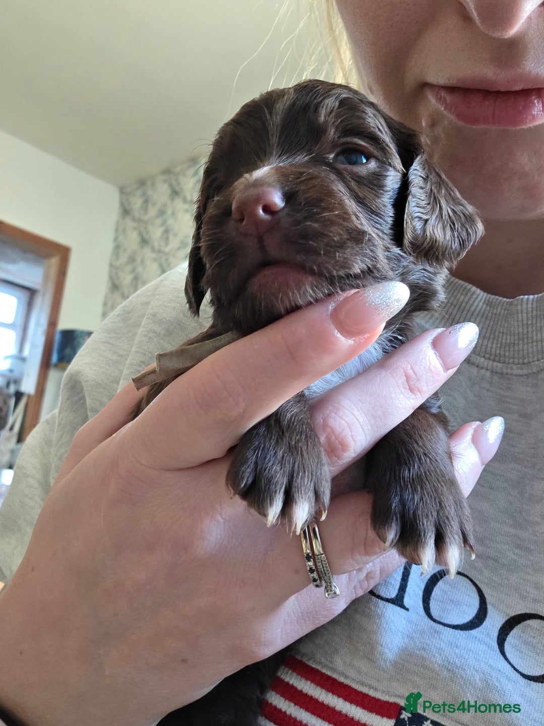 Cocker Spaniel dogs for sale: Beautiful Spaniel pups! - Advert 33