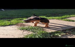Lakeland Terrier dogs for sale: Lakeland terrier girls - Image 3