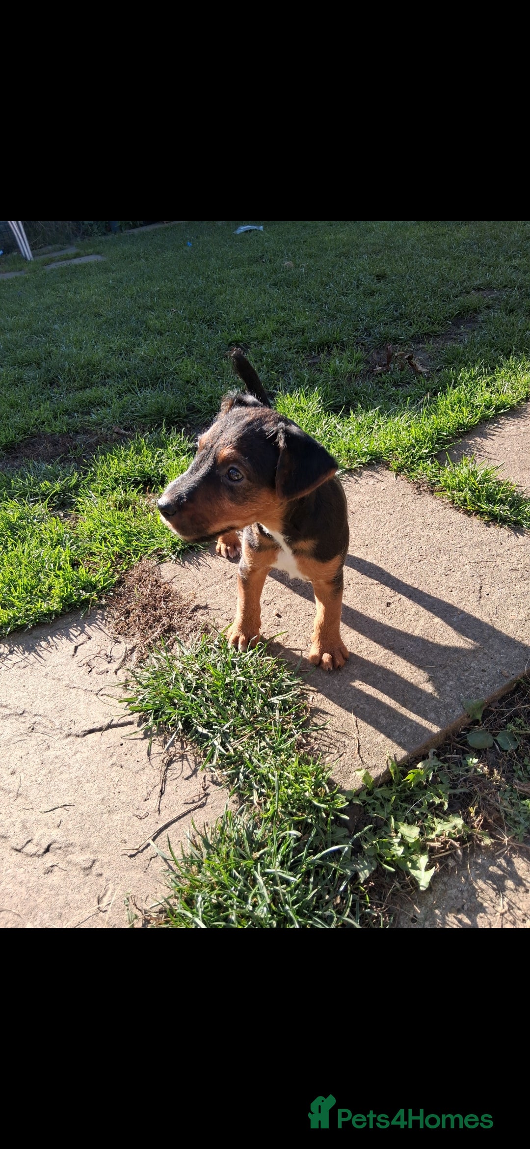 Lakeland Terrier dogs for sale: Lakeland terrier girls - Image 3