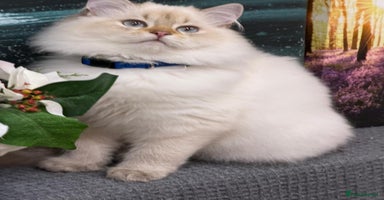 British Shorthair cats - Advert 7