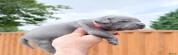 Staffordshire Bull Terrier dogs for sale: SOLID BLUE TEDDY BEARS 🧸 - Advert 3