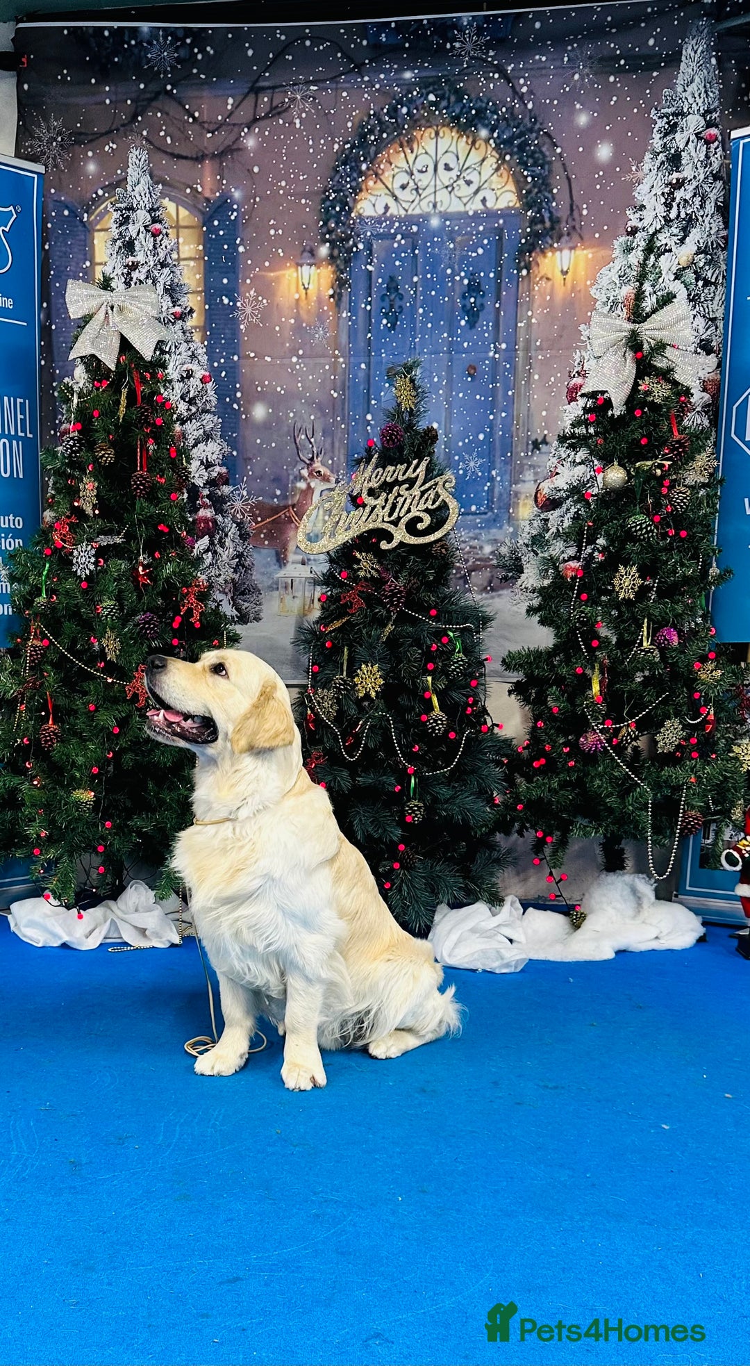 Golden Retriever dogs for stud: ORLAGOLD MAJOR TOM (Ziggy) - Advert 5