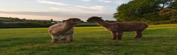 Alpaca livestock for sale: BAS registered breeding female Alpacas  - Advert 16