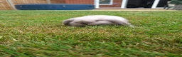 Mini Lop rabbits for sale: Mini lop bunnys - Advert 4