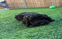 Mixed Breed dogs for sale: Cockapoo x Maltipoo  - Image 2