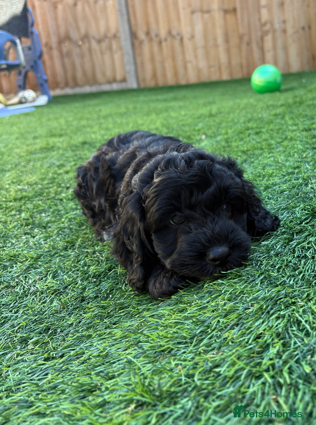 Mixed Breed dogs for sale: Cockapoo x Maltipoo  - Image 2