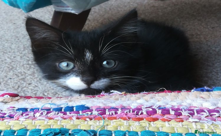Mixed Breed cats - Advert 1