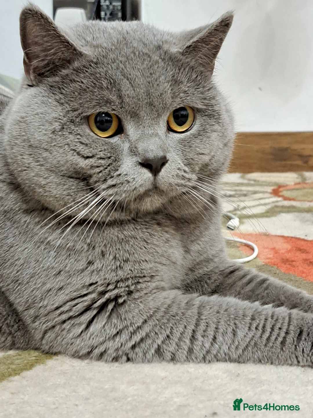 British Shorthair cats for stud: GCCF Registered Active, Blue Cat For Stud. in Sheffield - Advert 21