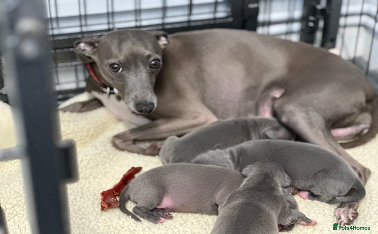 Italian Greyhound dogs - Advert 3