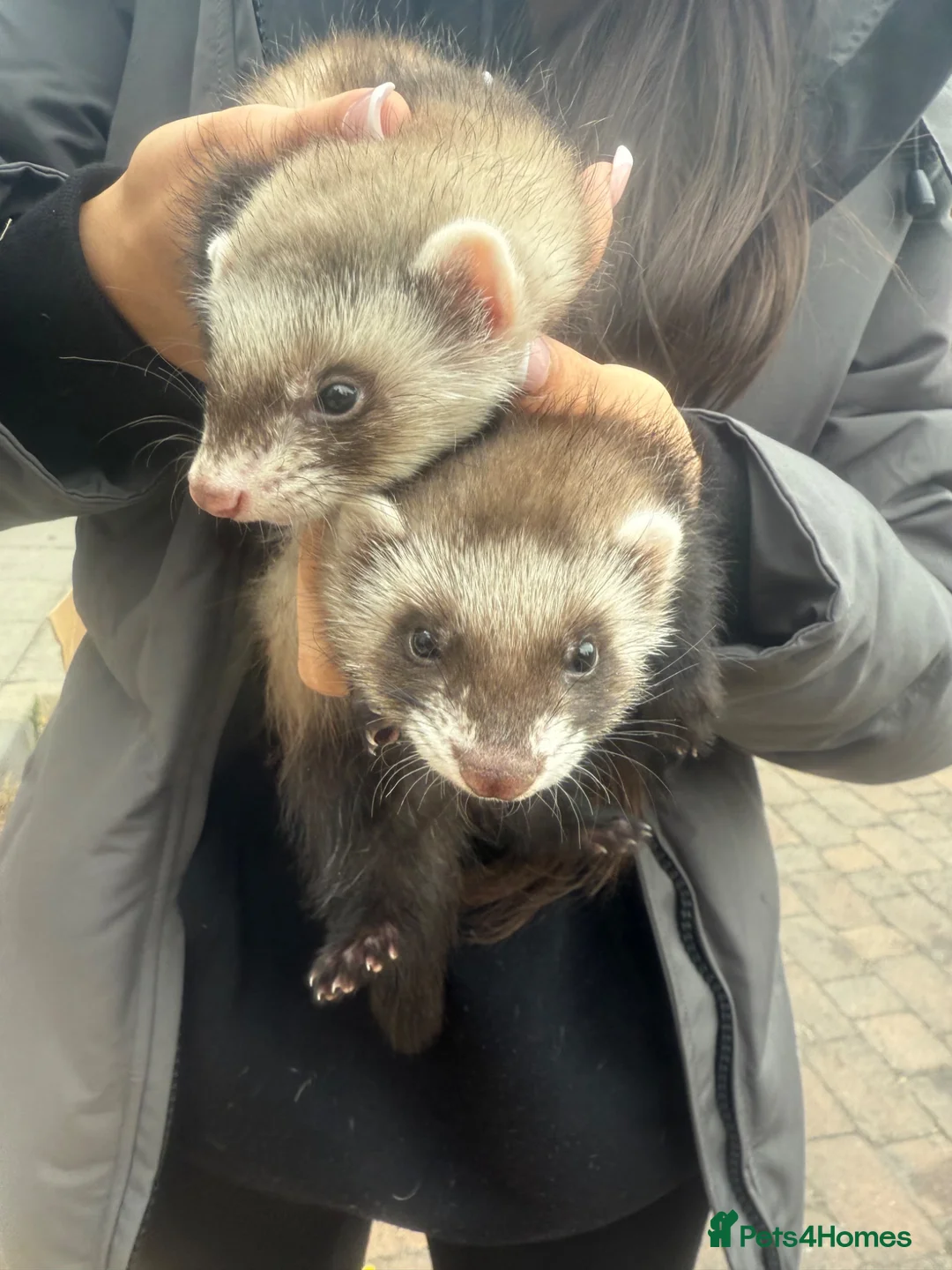 Ferret rodents for sale: ferrets to home  in Westcliff-on-Sea - Advert 2